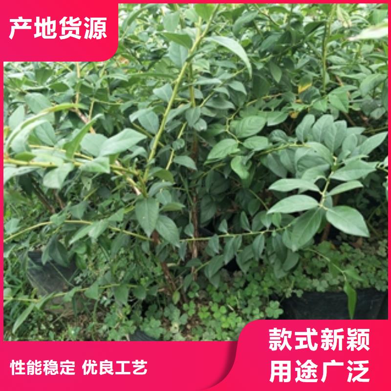 蓝莓苗核桃苗樱花苗长果桑树苗好货直供