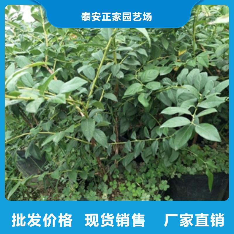 蓝莓苗核桃苗樱花苗长果桑树苗免费获取报价
