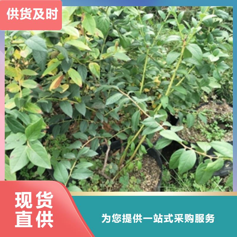 蓝莓苗【钙果苗】好产品有口碑