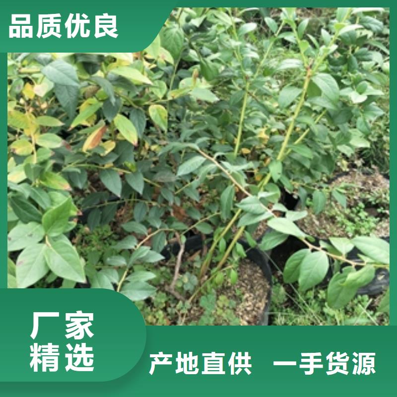 钙果苗-视频-钙果苗_甘肃省定西市市场覆盖岷县|临洮|天水|金昌|嘉峪关|酒泉|武威|甘南等