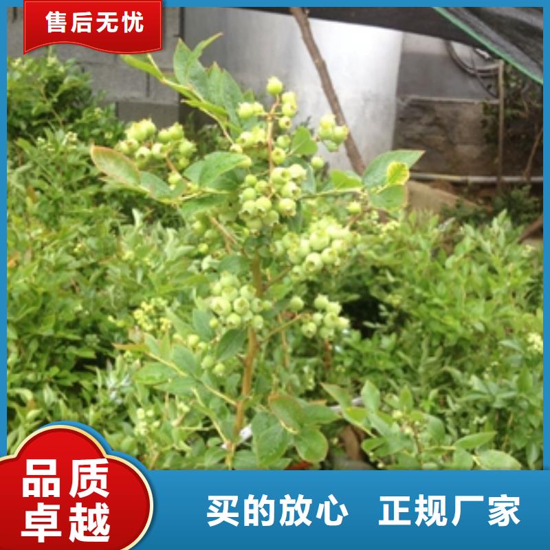 蓝莓苗批发价格