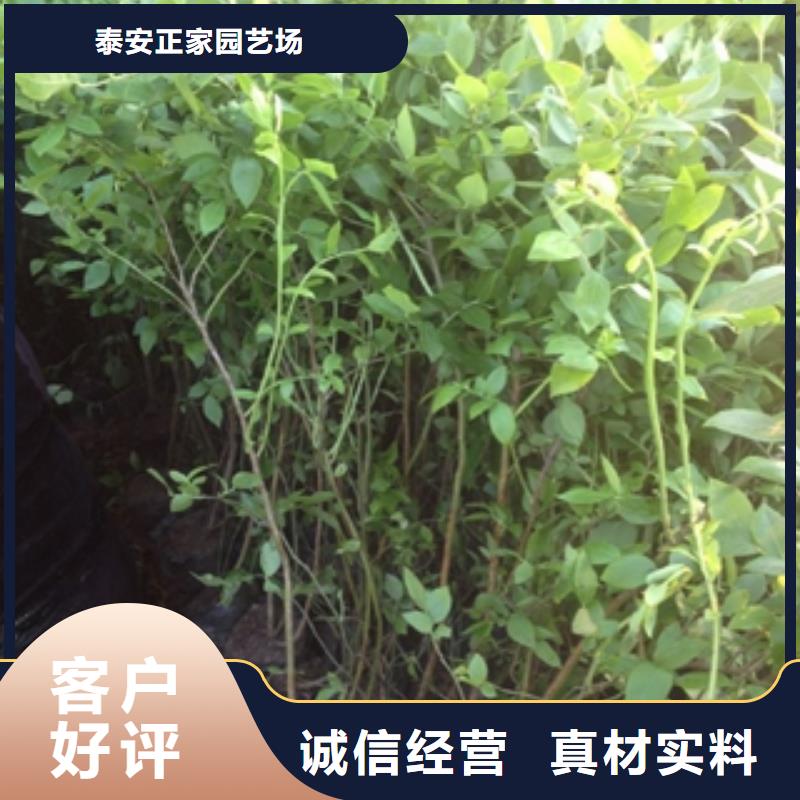 蓝莓苗占地果树助您降低采购成本