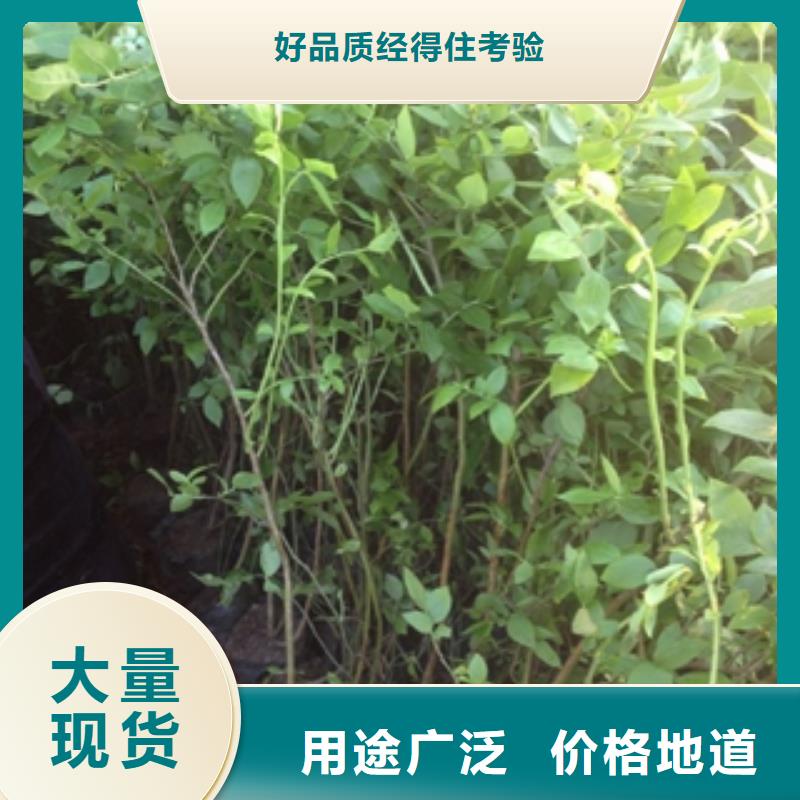 蓝莓苗-碧桃质量检测