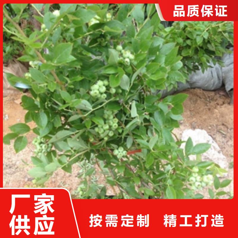钙果苗-视频-钙果苗_甘肃省定西市市场覆盖岷县|临洮|天水|金昌|嘉峪关|酒泉|武威|甘南等