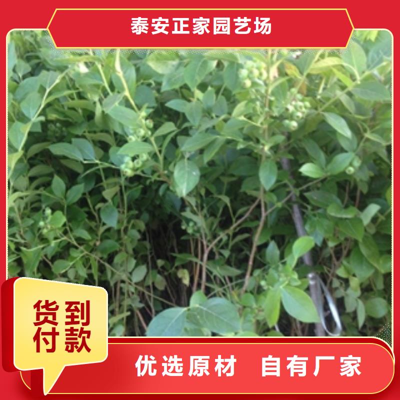 钙果苗-视频-钙果苗_甘肃省定西市市场覆盖岷县|临洮|天水|金昌|嘉峪关|酒泉|武威|甘南等