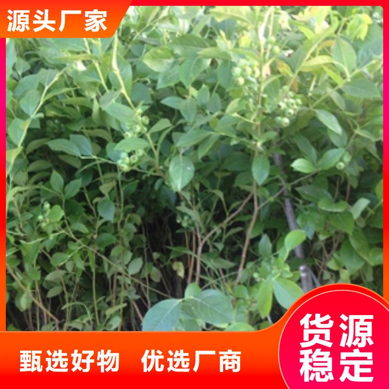 蓝莓苗,钙果苗N年专注