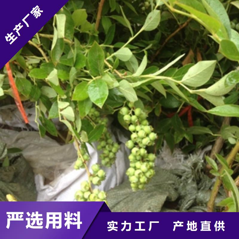 蓝莓苗性价比高