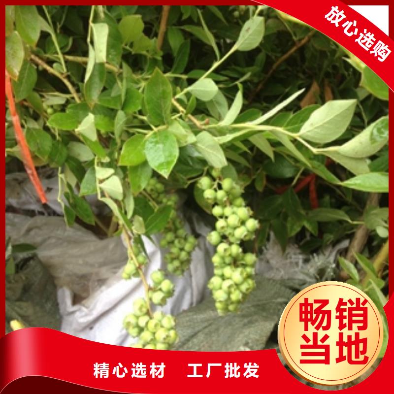 蓝莓苗钙果苗库存量大