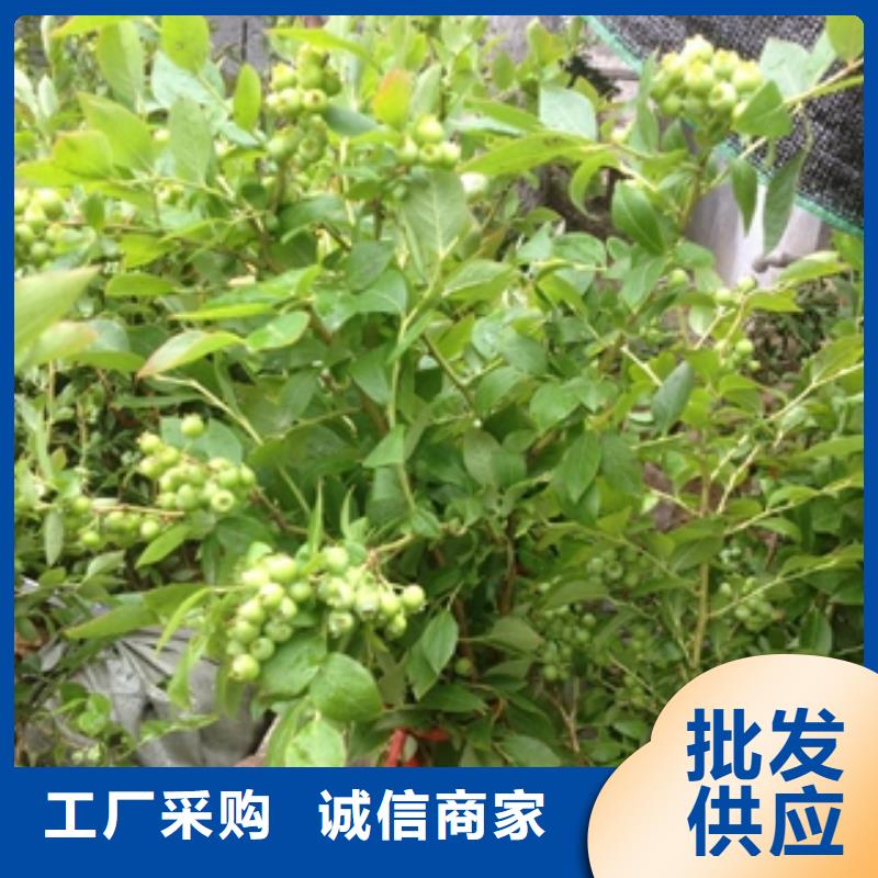 蓝莓苗,绿化树绿化工程信誉有保证