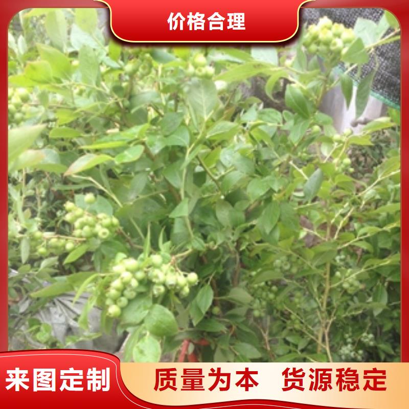 蓝莓苗泰山景松造型景松拥有多家成功案例