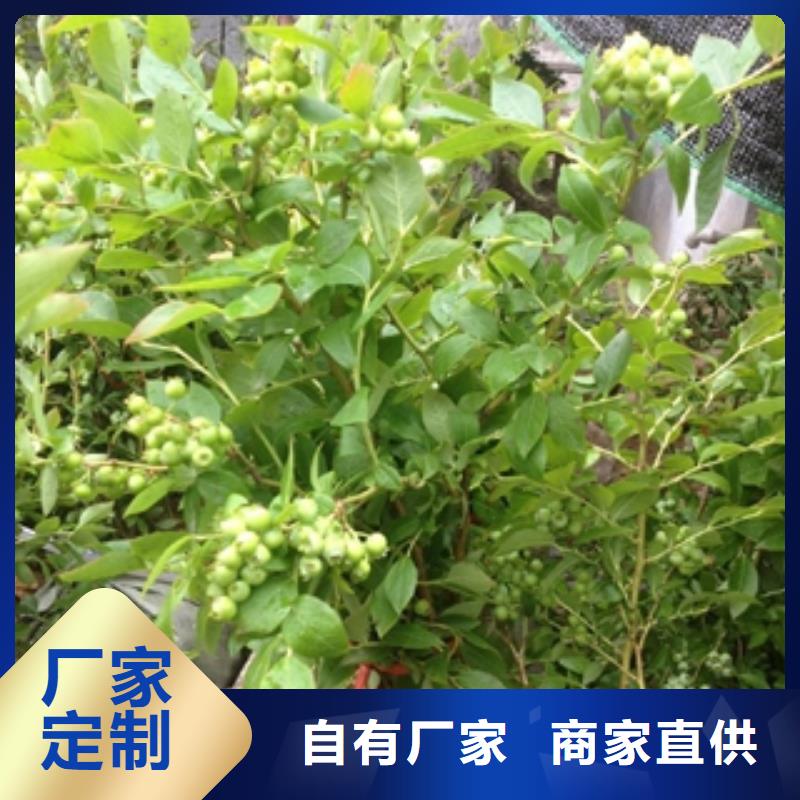 蓝莓苗丰富的行业经验