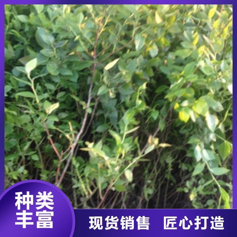 蓝莓苗钙果苗库存量大
