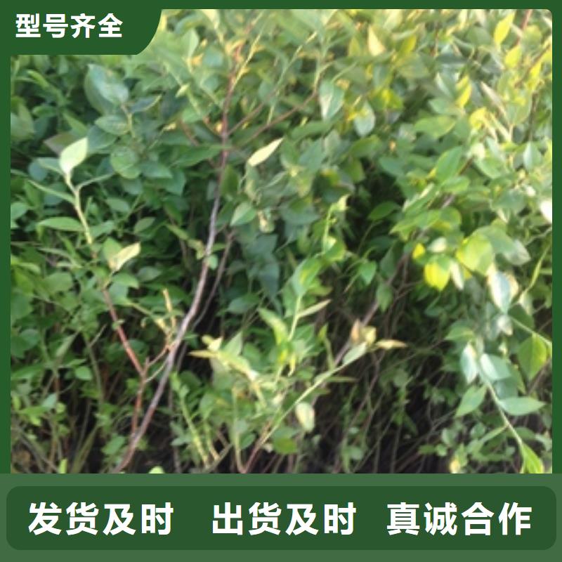 蓝莓苗核桃苗樱花苗长果桑树苗好货直供
