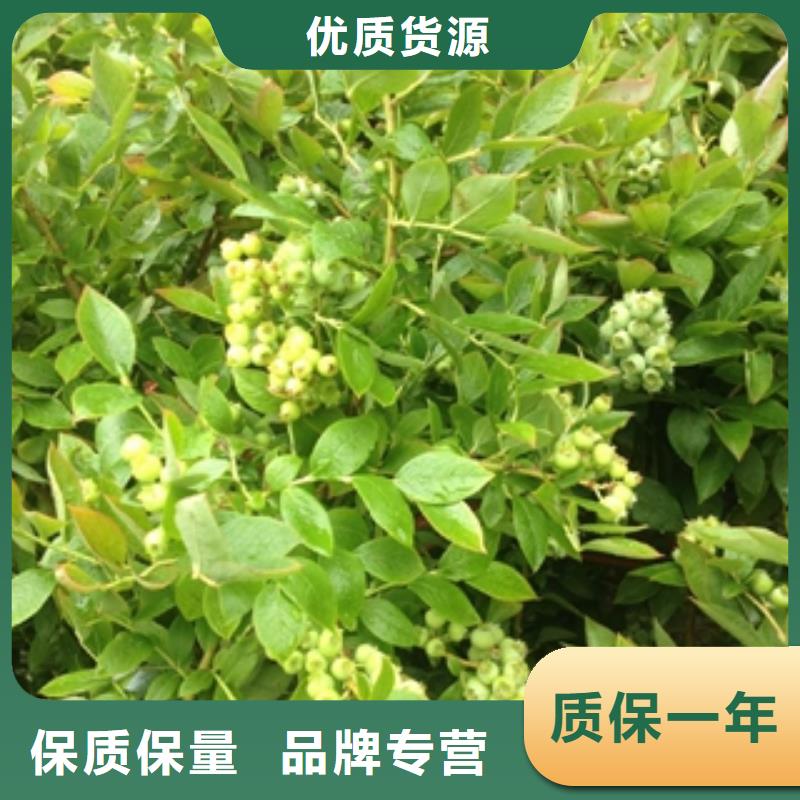 蓝莓苗核桃苗樱花苗长果桑树苗免费获取报价
