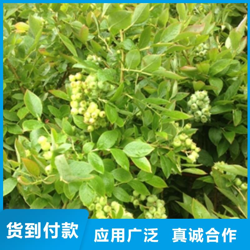 蓝莓苗核桃苗樱花苗长果桑树苗免费获取报价