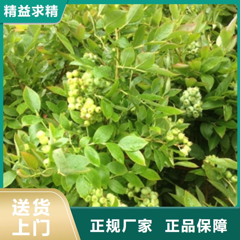 蓝莓苗樱桃苗品质保障售后无忧