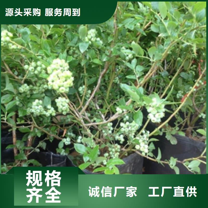 蓝莓苗樱桃苗品质保障售后无忧
