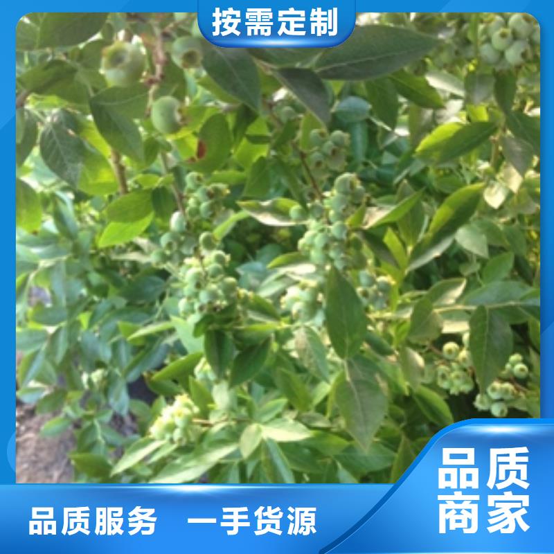 蓝莓苗樱桃苗品质保障售后无忧