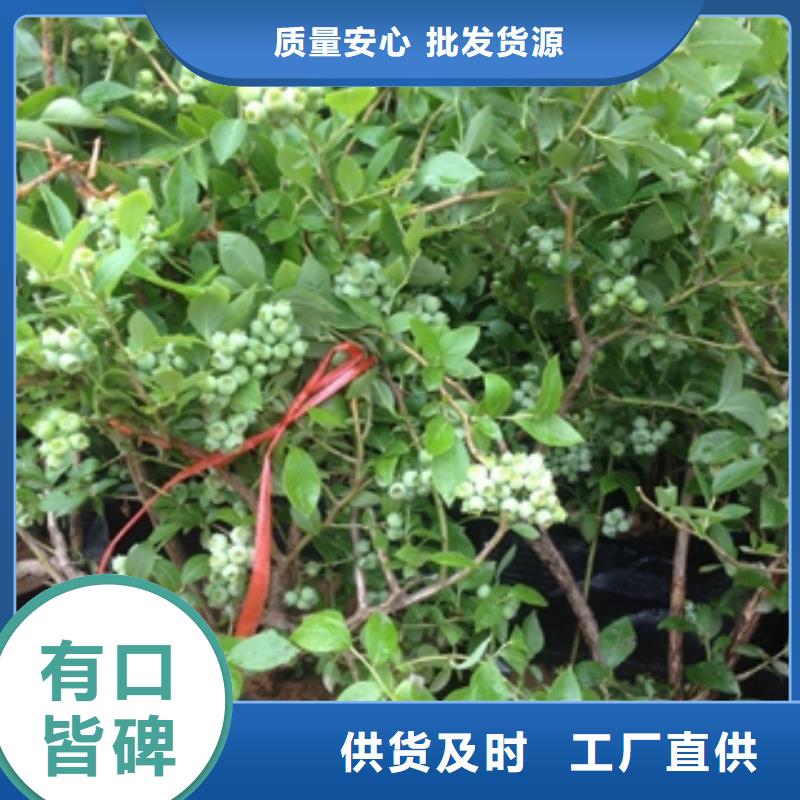 蓝莓苗樱桃苗品质保障售后无忧