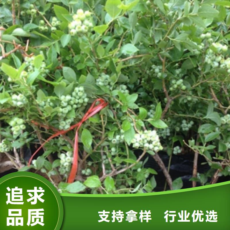 蓝莓苗泰山景松造型景松拥有多家成功案例