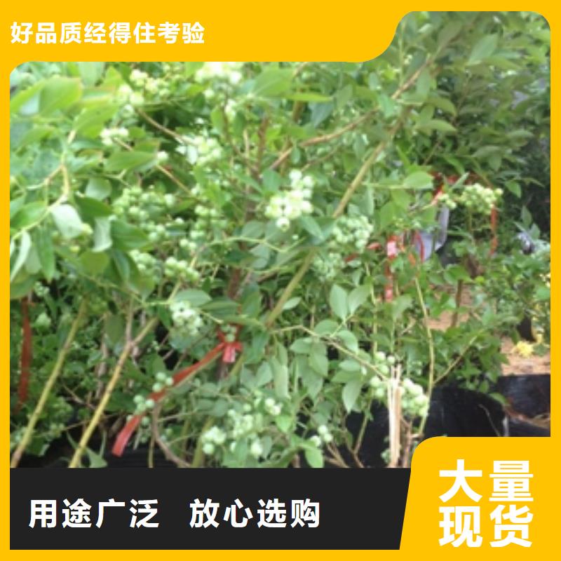 蓝莓苗樱桃苗品质保障售后无忧