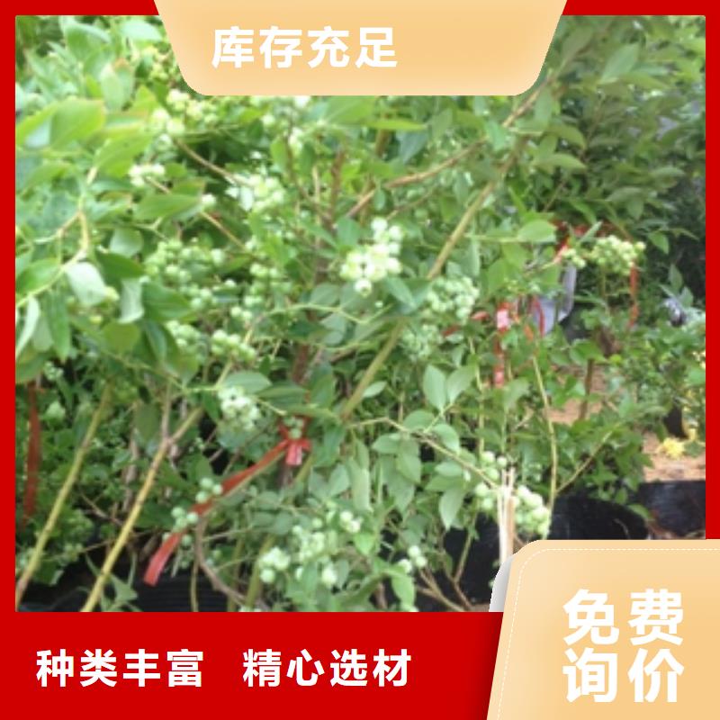 蓝莓苗占地果树助您降低采购成本