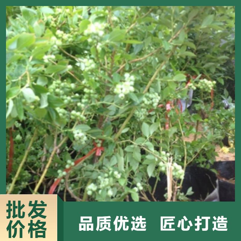 蓝莓苗核桃苗樱花苗长果桑树苗免费获取报价
