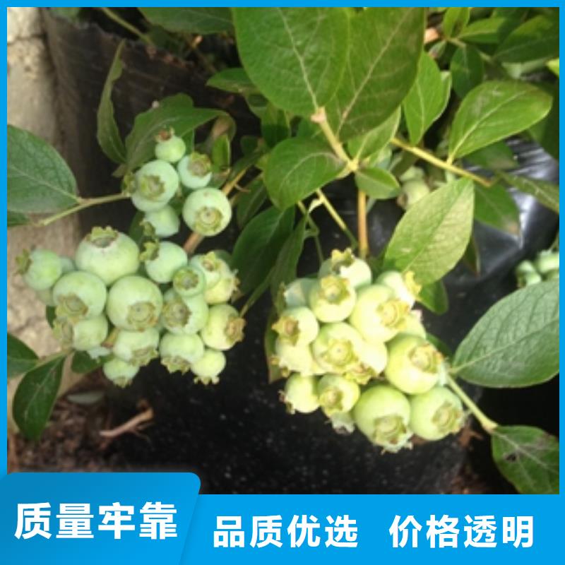 钙果苗-视频-钙果苗_甘肃省定西市市场覆盖岷县|临洮|天水|金昌|嘉峪关|酒泉|武威|甘南等