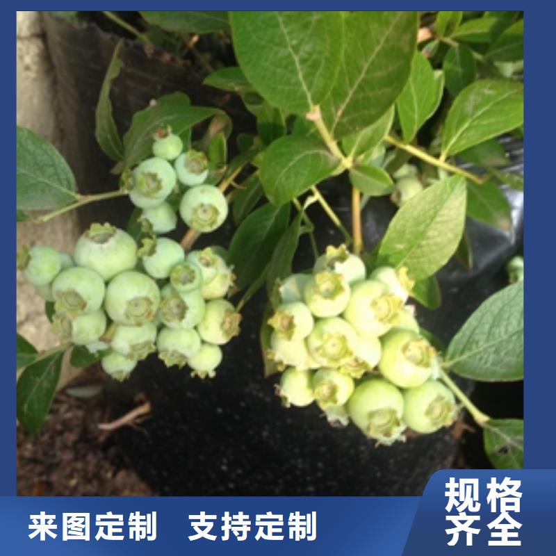 蓝莓苗核桃苗樱花苗长果桑树苗免费获取报价
