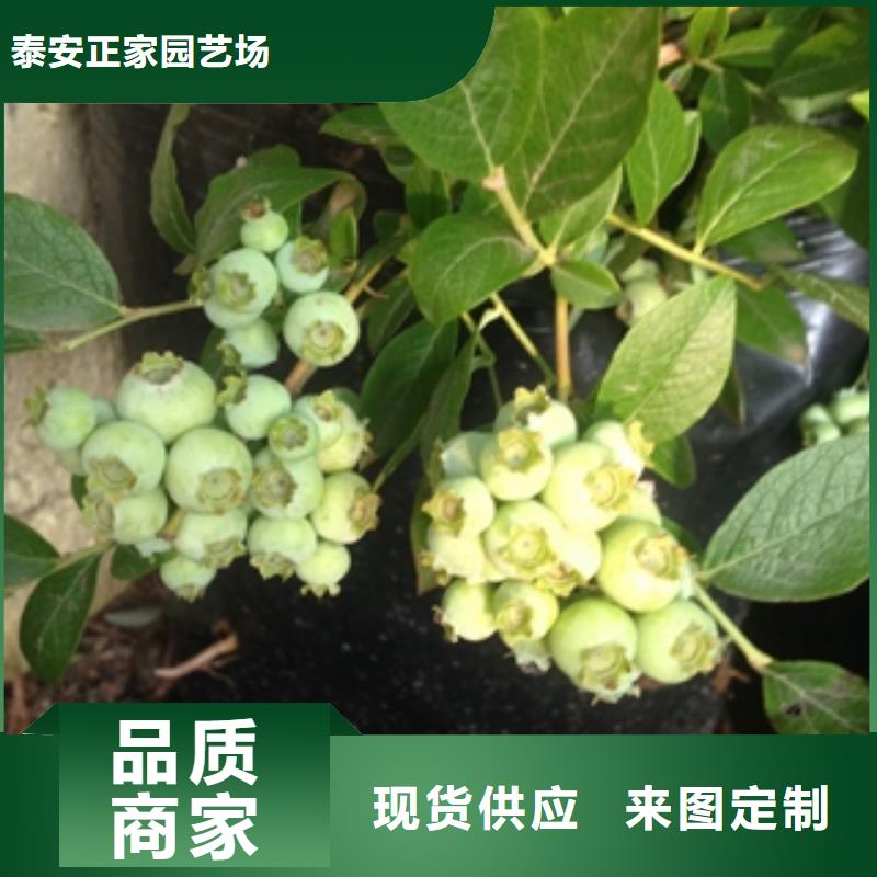 蓝莓苗樱桃苗品质保障售后无忧