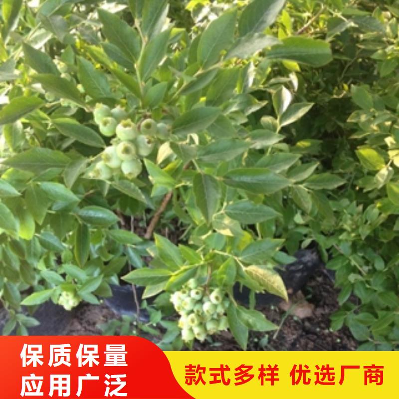 蓝莓苗核桃苗樱花苗长果桑树苗免费获取报价