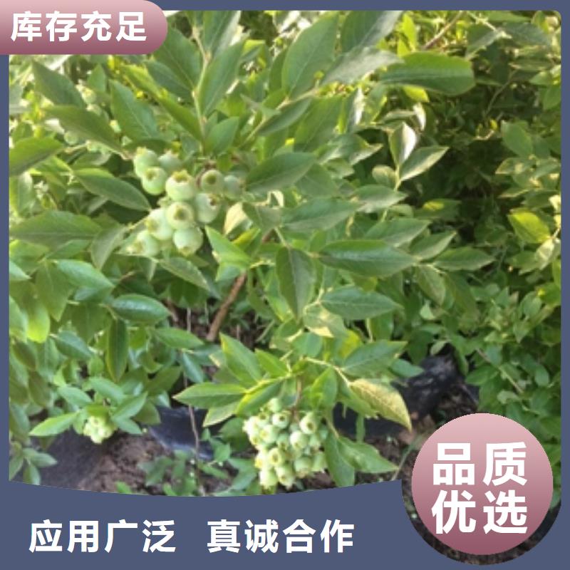 蓝莓苗樱桃苗品质保障售后无忧
