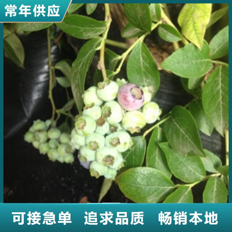 蓝莓苗树莓苗型号齐全