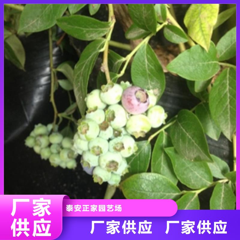 蓝莓苗核桃苗樱花苗长果桑树苗免费获取报价