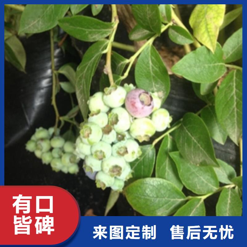 蓝莓苗樱桃苗品质保障售后无忧