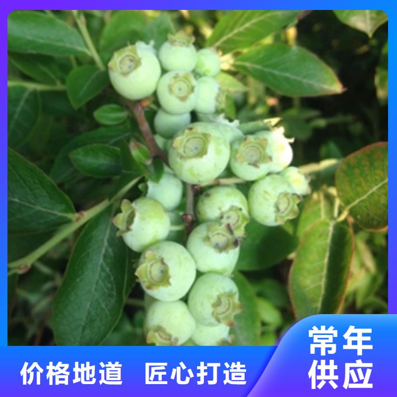 蓝莓苗樱桃苗品质保障售后无忧