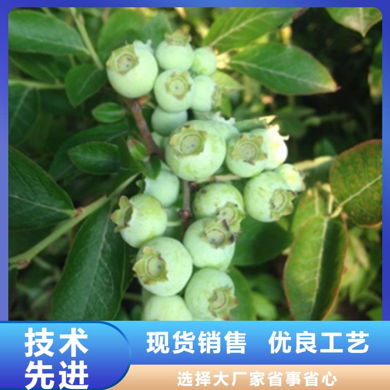 蓝莓苗核桃苗樱花苗长果桑树苗好货直供