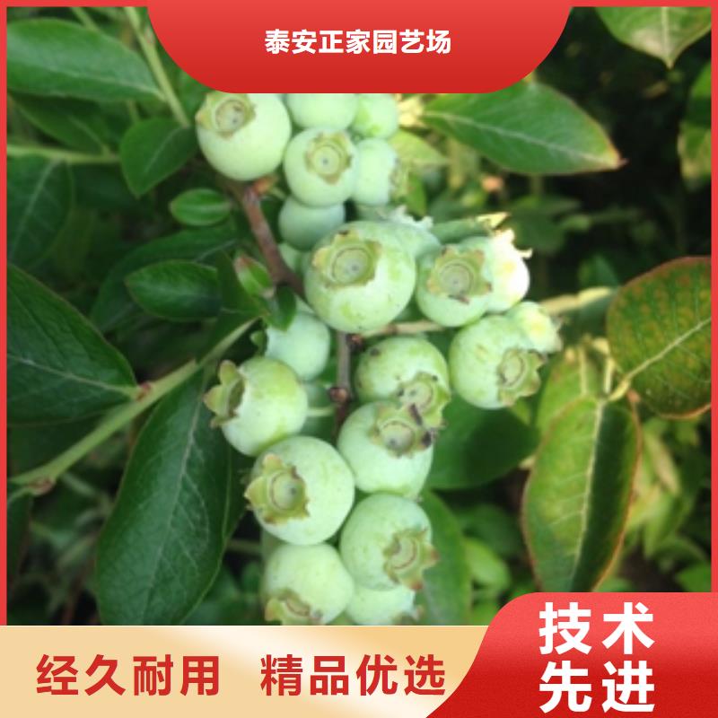 蓝莓苗樱桃苗品质保障售后无忧