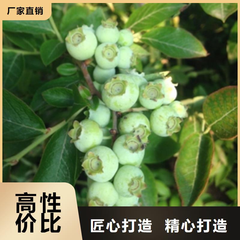 蓝莓苗核桃苗樱花苗长果桑树苗免费获取报价