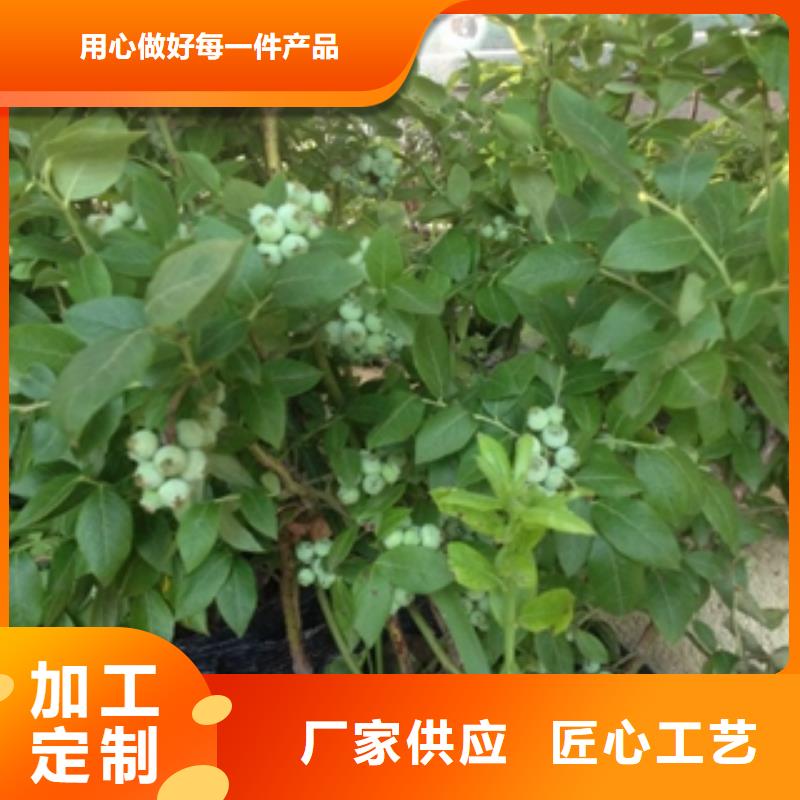 蓝莓苗樱桃苗品质保障售后无忧