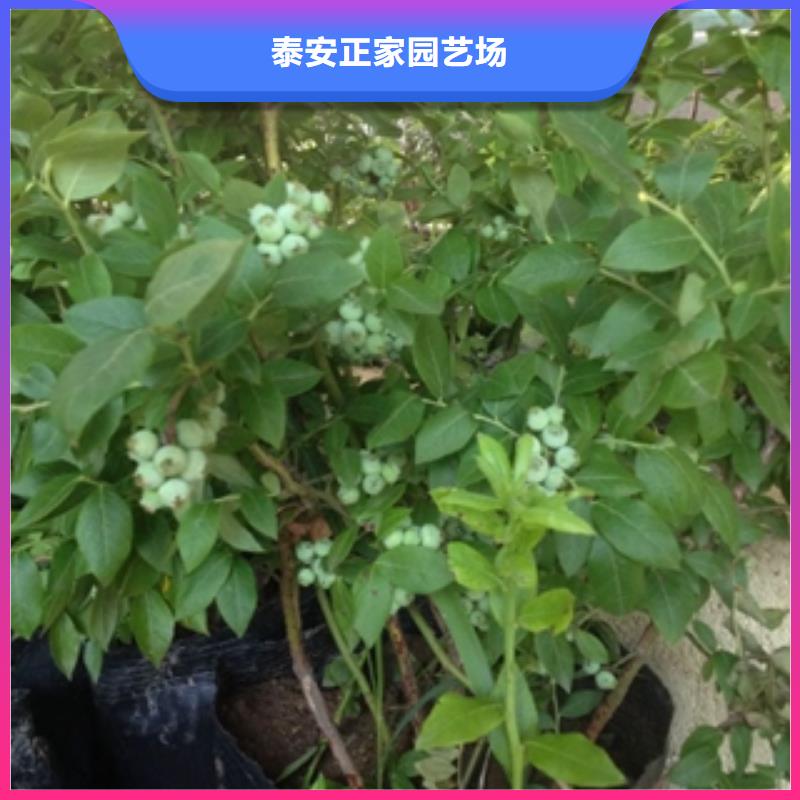 钙果苗-视频-钙果苗_甘肃省定西市市场覆盖岷县|临洮|天水|金昌|嘉峪关|酒泉|武威|甘南等