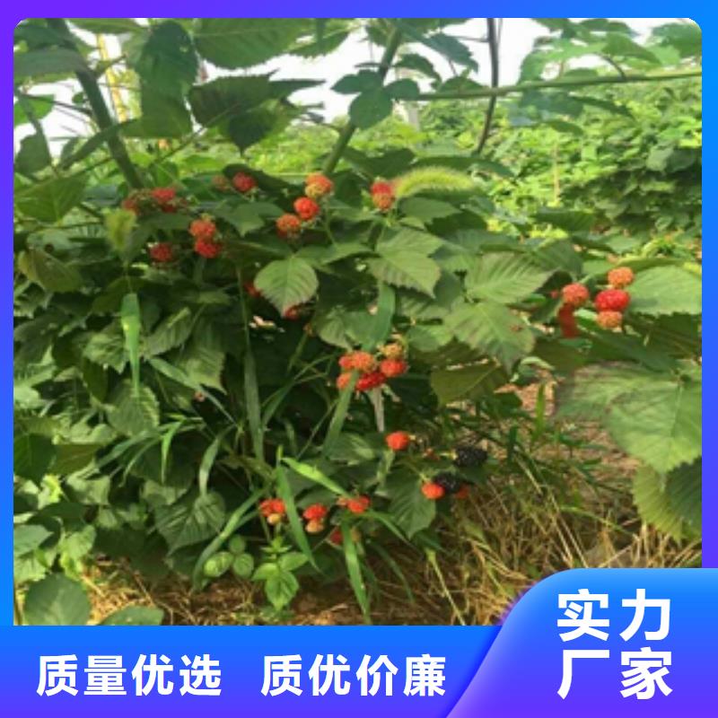 钙果苗-视频-钙果苗-正家园艺场(阜阳市分公司)服务区域颍东|颍上|安庆|巢湖|淮南|芜湖