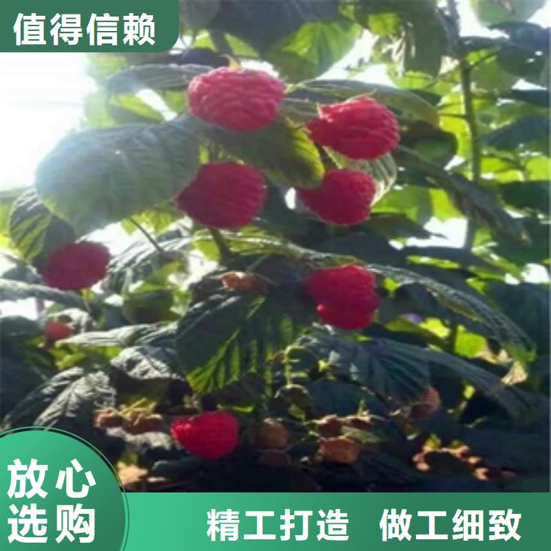 钙果苗-视频-钙果苗-正家园艺场(阜阳市分公司)服务区域颍东|颍上|安庆|巢湖|淮南|芜湖