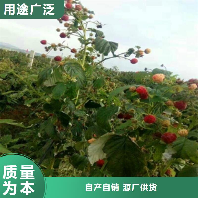 钙果苗-视频-钙果苗|四川省眉山市|仁寿|丹棱|德阳|广安|阿坝|雅安