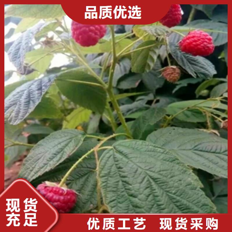 钙果苗-视频-钙果苗-正家园艺场(阜阳市分公司)服务区域颍东|颍上|安庆|巢湖|淮南|芜湖