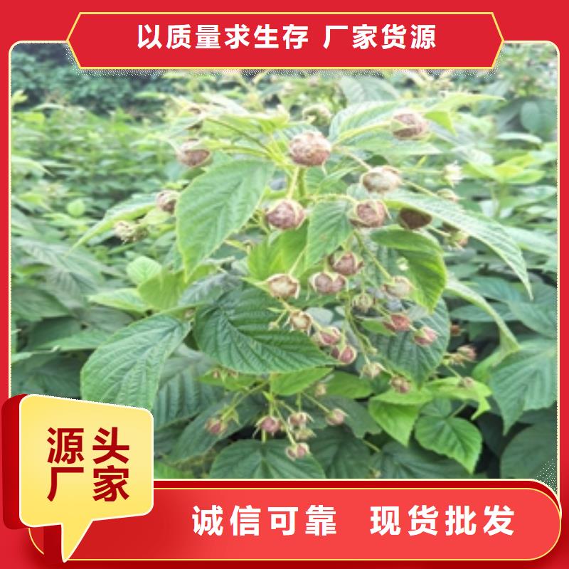 钙果苗-视频-钙果苗|四川省眉山市|仁寿|丹棱|德阳|广安|阿坝|雅安