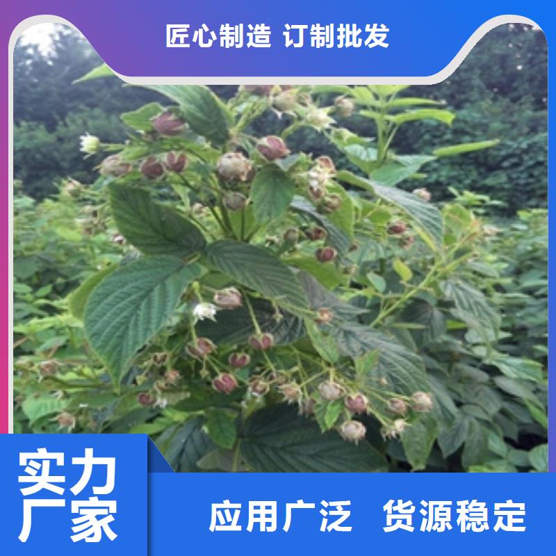 钙果苗-视频-钙果苗|四川省眉山市|仁寿|丹棱|德阳|广安|阿坝|雅安