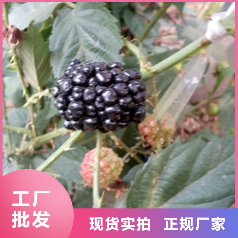 钙果苗-视频-钙果苗-正家园艺场(阜阳市分公司)服务区域颍东|颍上|安庆|巢湖|淮南|芜湖