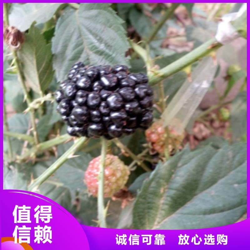 钙果苗-视频-钙果苗|四川省眉山市|仁寿|丹棱|德阳|广安|阿坝|雅安