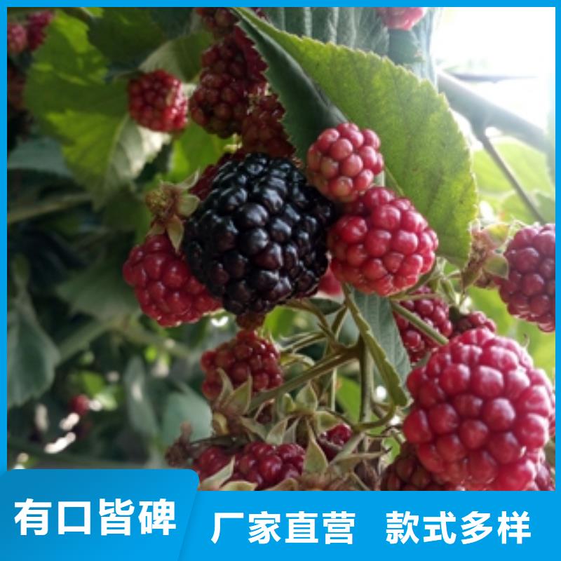钙果苗-视频-钙果苗-正家园艺场(阜阳市分公司)服务区域颍东|颍上|安庆|巢湖|淮南|芜湖